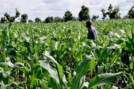 Impact of Agric Mechanization on Nigeria's Economic Growth